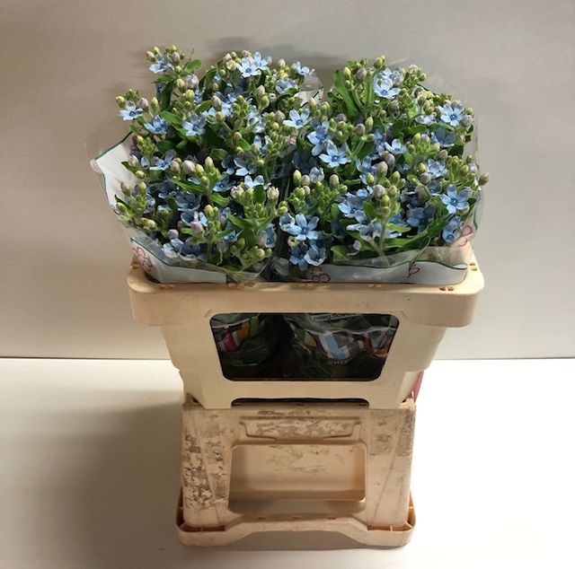 Oxypetalum tanioka pure blue.jpg